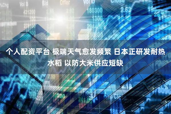 个人配资平台 极端天气愈发频繁 日本正研发耐热水稻 以防大米供应短缺